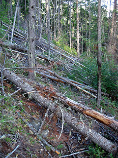 Tr#749 9/5/12.  Blowdown near Little Fish Shelter.