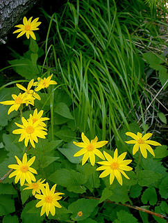 Monument Cr balsamroot type flower