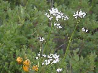 Flowers on Crystal Peak trail.