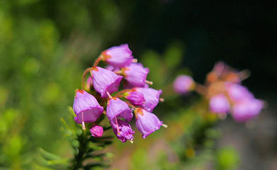 9. budding evergreen shrub