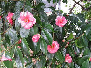 Variegated Camelia Japonica 020