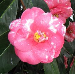 Variegated Camelia Japonica macro