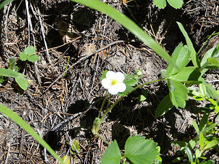 Flower on Crystal Lakes trail.