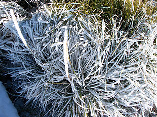 Hoar Frost on bear grass Silver Star