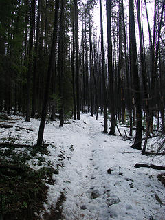 Early section of Ghost Forest.