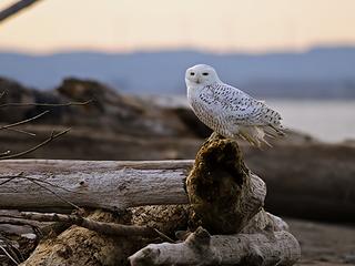 Snowy Irruption, Ocean Shores