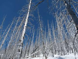 Silver trees, blue sky and snow . . .