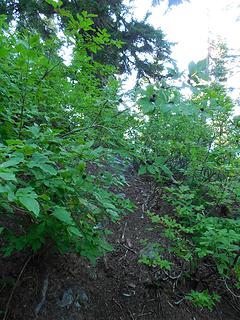 huckleberry plants