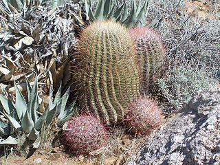 Barrel cacti