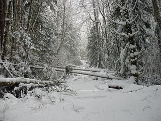 Downed Trees