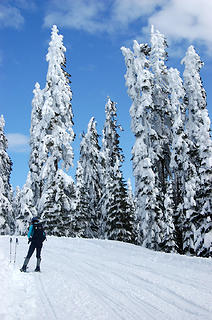 Flocked trees.