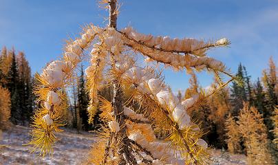 Little larch waving it's snowy arms