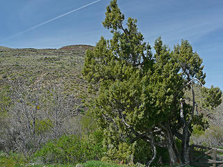 Western Juniper, seems pretty far north, but we saw two along this hike.