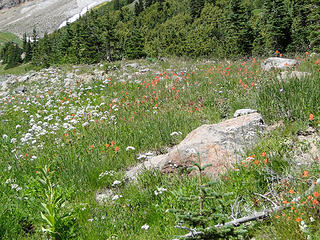 Flowers above Glacier Basin.