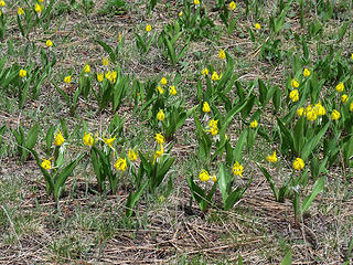 Glacier Lilies blooming in May, the Southern Blue Mountains, near Ukiah, OR, off the Blue Mountain Scenic Byway, Road 52, Umatilla National Forest.