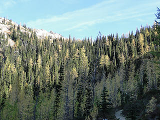 Larch looking up towards Cutthroat Pass.