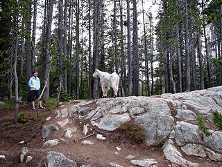 Goat saying "Hi" to Clara after crossing the Snow Lake Dam.