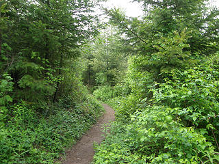 Rattlesnake Mountain Trail past powerline crossing.