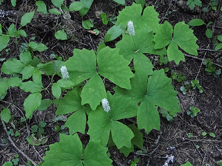 Vanilla Leaf plant on trail to Crystal Peak.