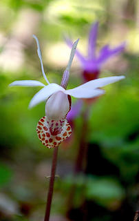Monument Cr white calypso orchid
