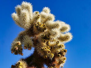 Cholla solo shot