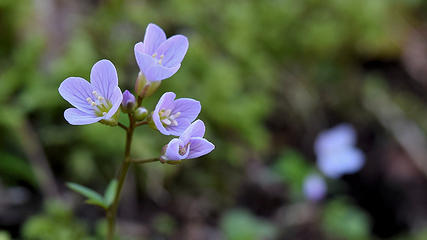 March - Unidentified blue flower on Hamilton Mountain, Beacon Rock State Park