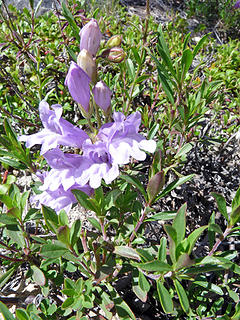 A lot of wildflowerss down low, but thw wind through the drainage wasn't conducive to taking many pics.