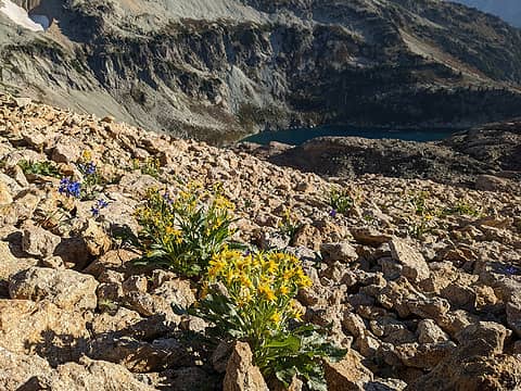 Secret flowers at Citadel Pass - from a distance all you can see is barren rock!