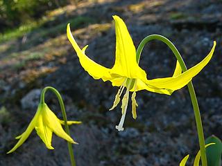 Glacier Lilies near Camp