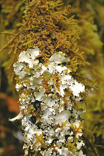 Lichen and moss