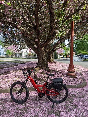 Olde Town Cherry Blossoms