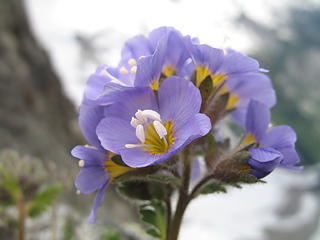 Some flower on the summit of Swiss.