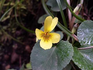 Yellow Violet