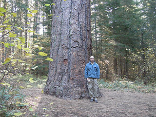 Me standing next to one of the largest ponderosa pines in Washington State.