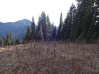The eastern edge of the first meadow below Scorpion where the trail becomes visible.