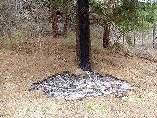 Odd burn on a pine tree.