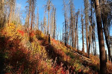 Fall colors grace the lower part of the burn