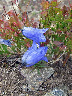 Harebells?