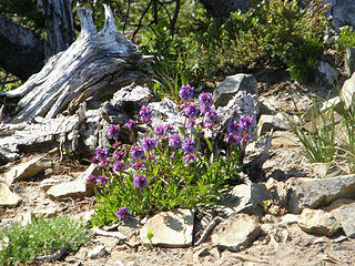 Flowers at Crystal Peak true summit.
