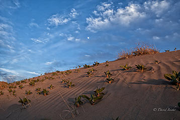 Moon & dune