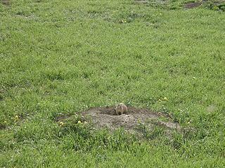 Prairie dog Badlands NP