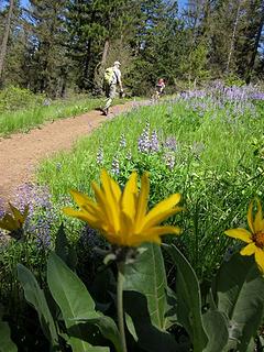 J&J headed UP through seemingly never-ending fields of lupine.