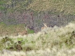 Plenty of deer around here.