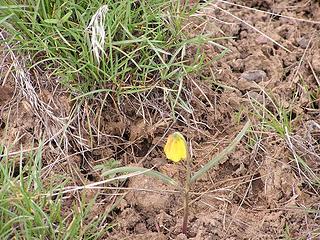 Yellow Bell - almost in bloom