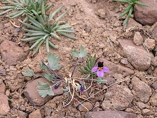 Sagebrush Violets