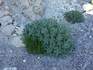 rock nettle