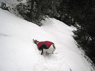 More catnip snow