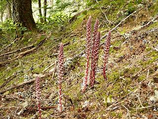 saprophytes on the Lookout/Monogram Lake trails.  Candystick (Allotropa virgata)