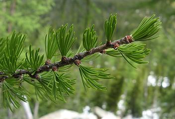 This years larch needles